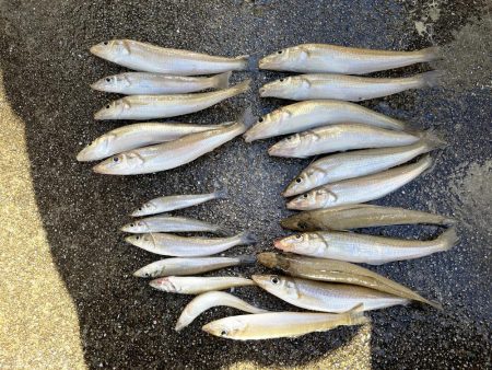 いつもより良型良好！今日もキス釣り！